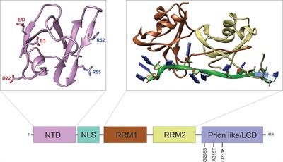 Dysregulation of Translation in TDP-43 Proteinopathies: Deficits in the RNA Supply Chain and Local Protein Production